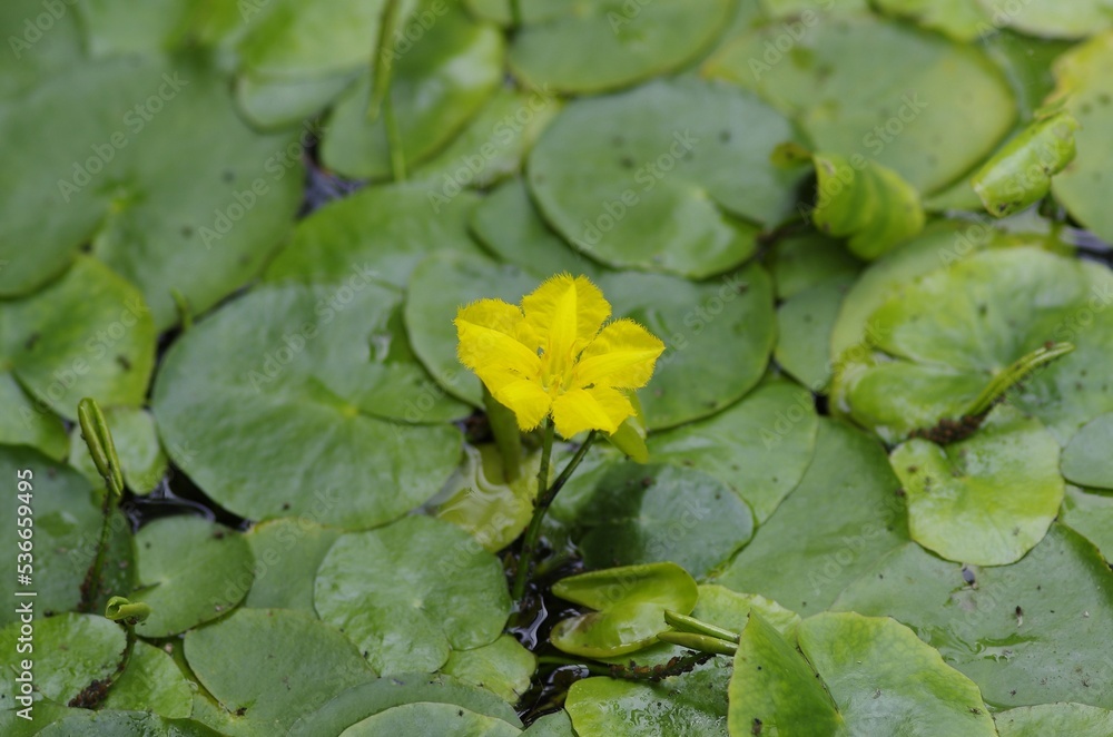 Nymphoides peltata (Asaza) , Perennial water plants of the family Acanthaceae Nymphoides peltata (Asaza) , Perennial water plants of the family Acanthaceae