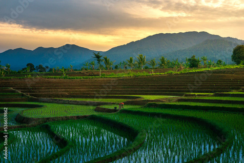 Morning view in the rice field area with farmers working