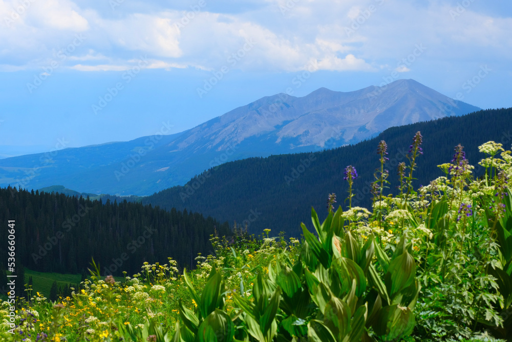 Obraz premium landscape with flowers