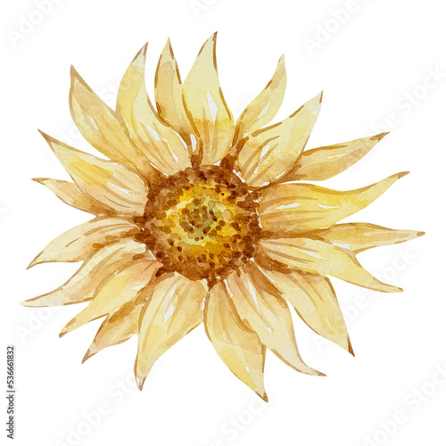 Watercolor autumn blooming sunflower flower