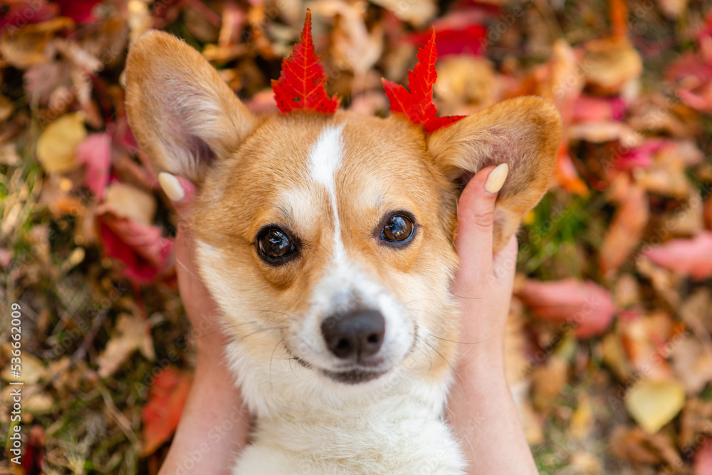 Womans hands holds autumn oak leaves near dogs head like horns. Enjoy at autumn season Womans hands holds autumn oak leaves near dogs head like horns. Enjoy at autumn season
