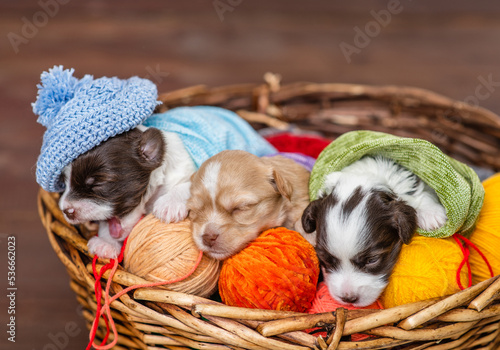 Cozy tiny newborn Biewer Yorkie puppies wrapped like a babies, sleeps in a basket © Ermolaev Alexandr