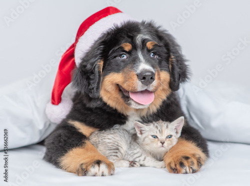 Happy Bernese mountain dog puppy wearing santa hat hugs tiny kitten under warm blanket on a bed at home