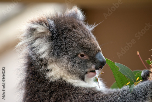 Fototapeta Naklejka Na Ścianę i Meble -  the koala is a grey marsupial with white fluffy ears
