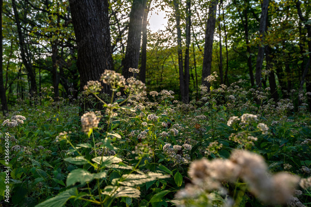 wild flower after dawn under sunshine in the forest