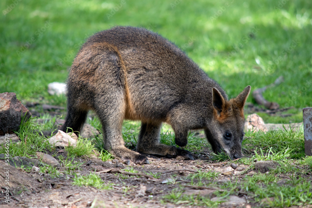 Naklejka premium the jjoey swamp wallaby has a grey body with a cream chest and tip to its tail and black paws