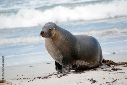 the male sea lion is all grey with a little black © susan flashman