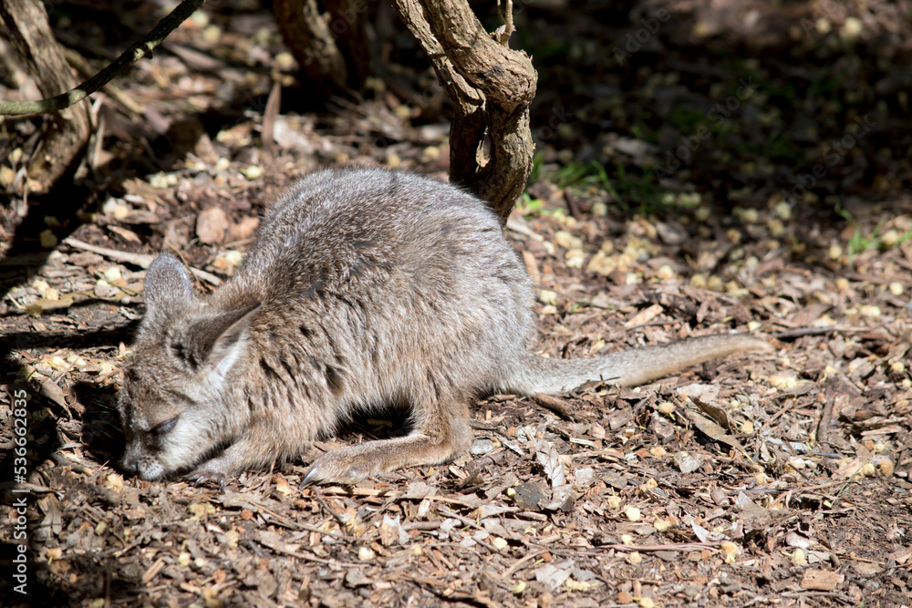 the joey wallaby is exploring his surroundings the joey wallaby is exploring his surroundings