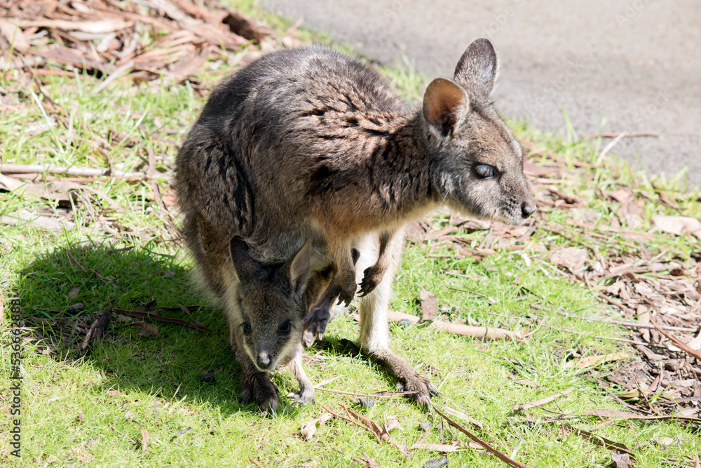 thee tammar wallaby is grey with tan legs, paws and forehead thee tammar wallaby is grey with tan legs, paws and forehead
