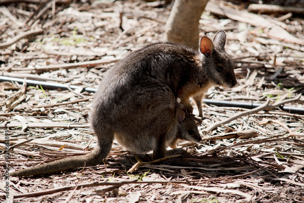 the tammar wallaby is a marsupial. It has grey fur with tan fur on the arms and a white chest
