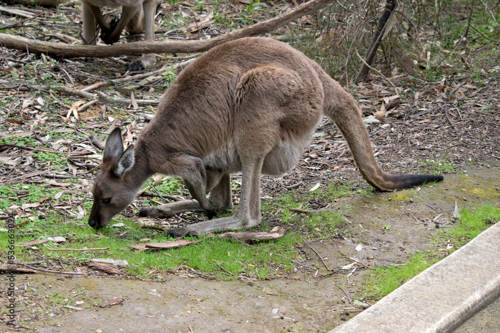 the western grey kangaroo is eating grass the western grey kangaroo is eating grass