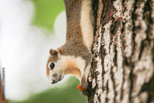 animal portrait in nature, squirrel eating food on a tree The background is beautiful bokeh. © sudtawee