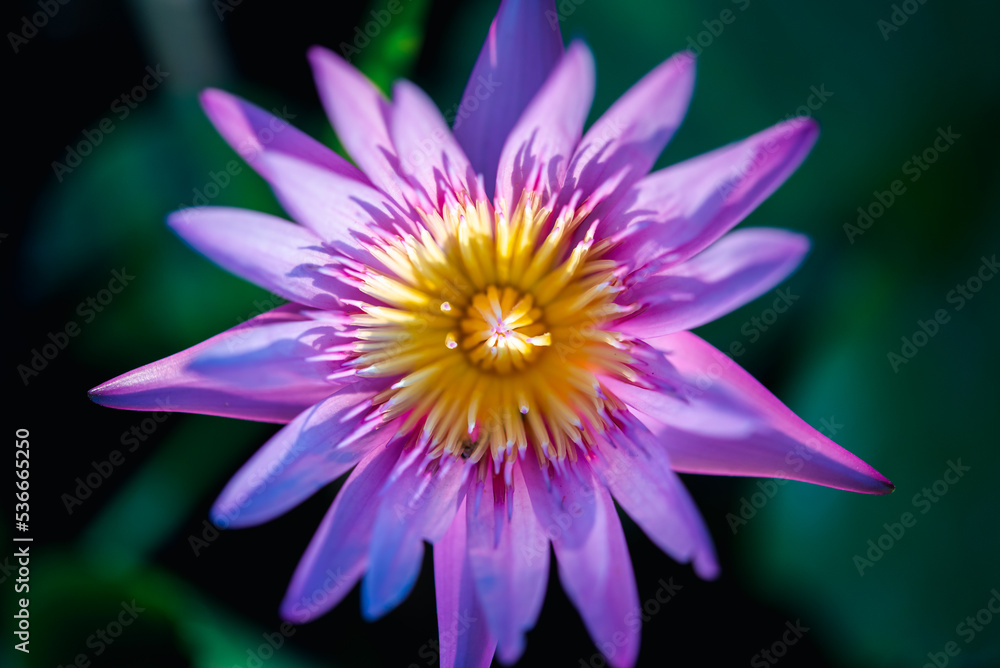Lotus flower (Tropical water-lily) Lotus flower (Tropical water-lily)