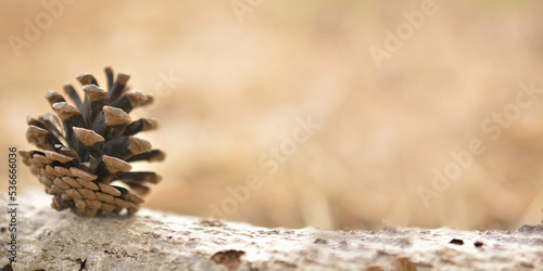 秋の風景　マツボックリ