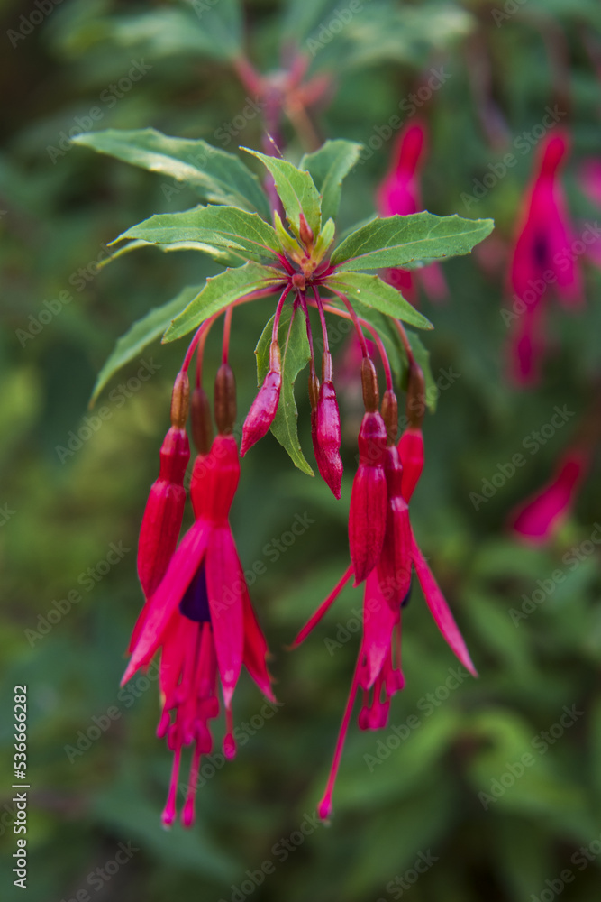 fuchsia flowers bloomed in garden
