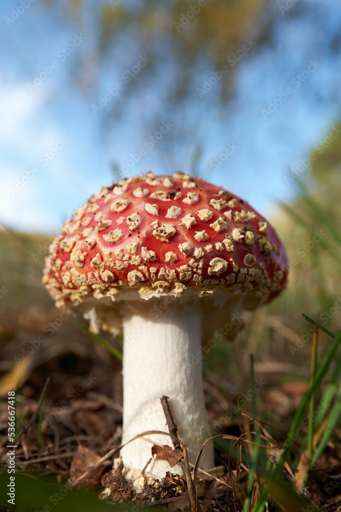 Amanita muscaria, a red fungus in the wood Amanita muscaria, a red fungus in the wood