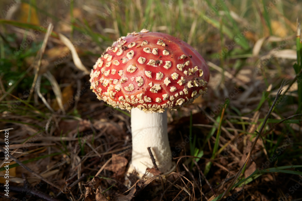 Amanita muscaria, a red fungus in the wood Amanita muscaria, a red fungus in the wood