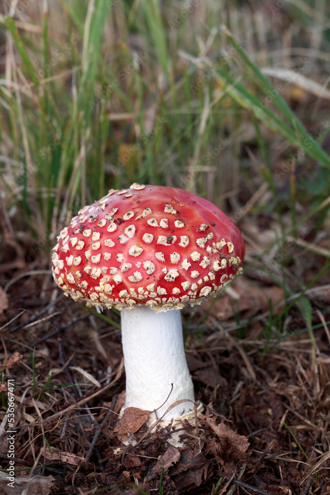 Amanita muscaria, a red fungus in the wood Amanita muscaria, a red fungus in the wood