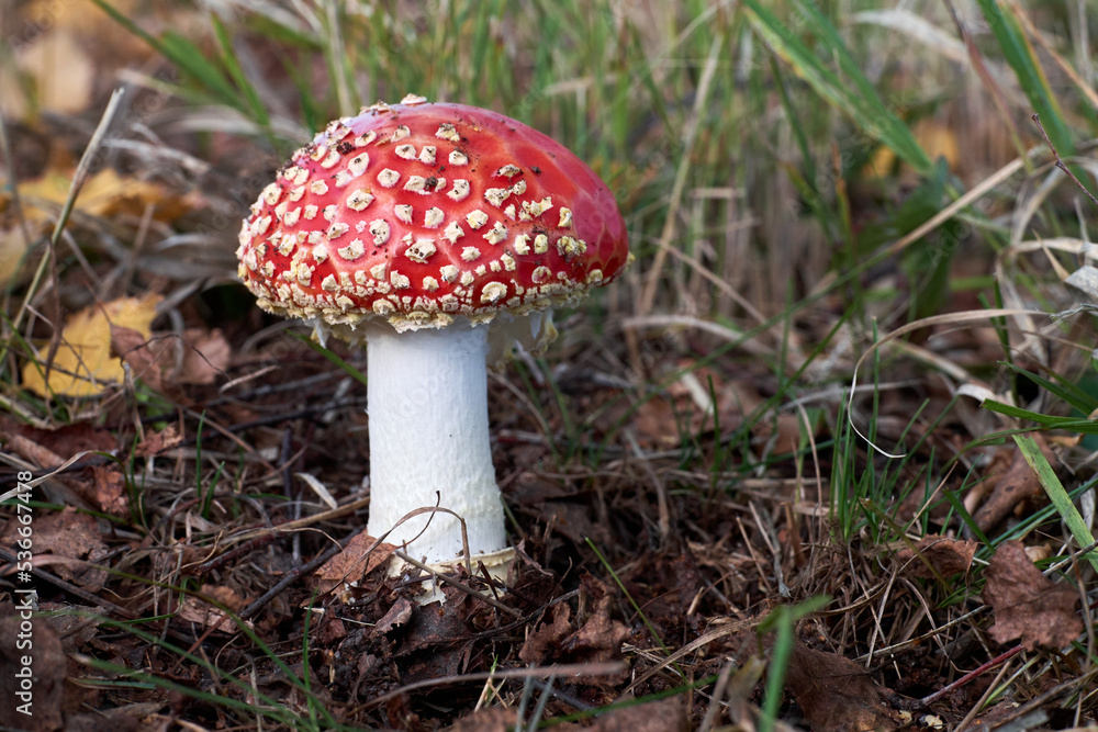 Amanita muscaria, a red fungus in the wood Amanita muscaria, a red fungus in the wood