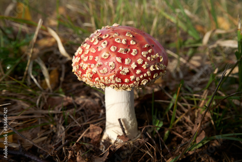 Amanita muscaria  a red fungus in the wood