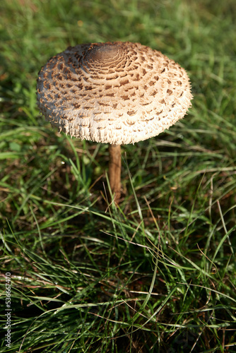 Mushroom in the grass.