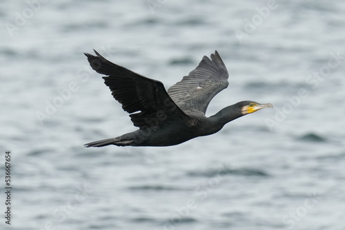 cormorant in a sea