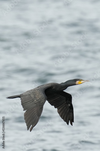 cormorant in a sea