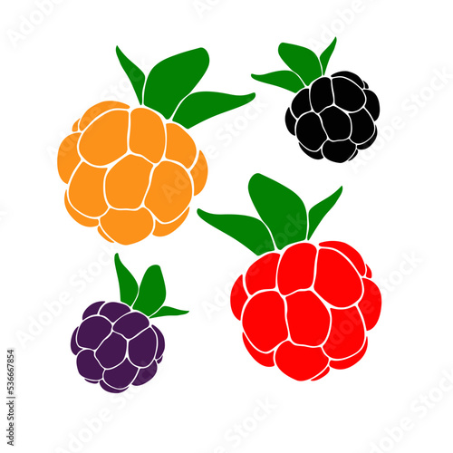 Cloudberry, raspberry, blackberry