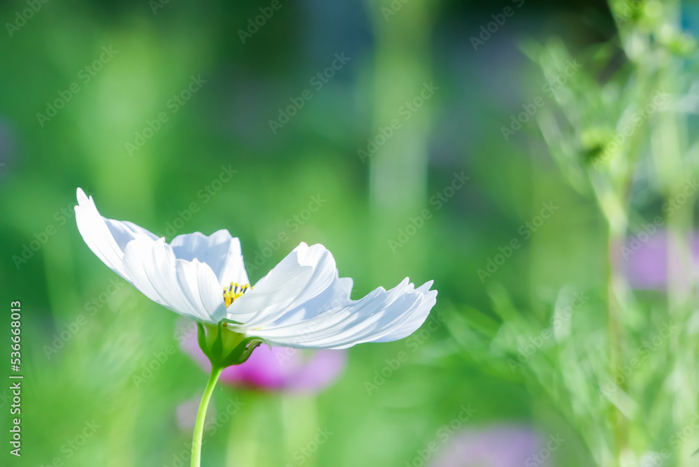 太陽光に輝く白いコスモス　滋賀県守山市今浜町コスモス畑