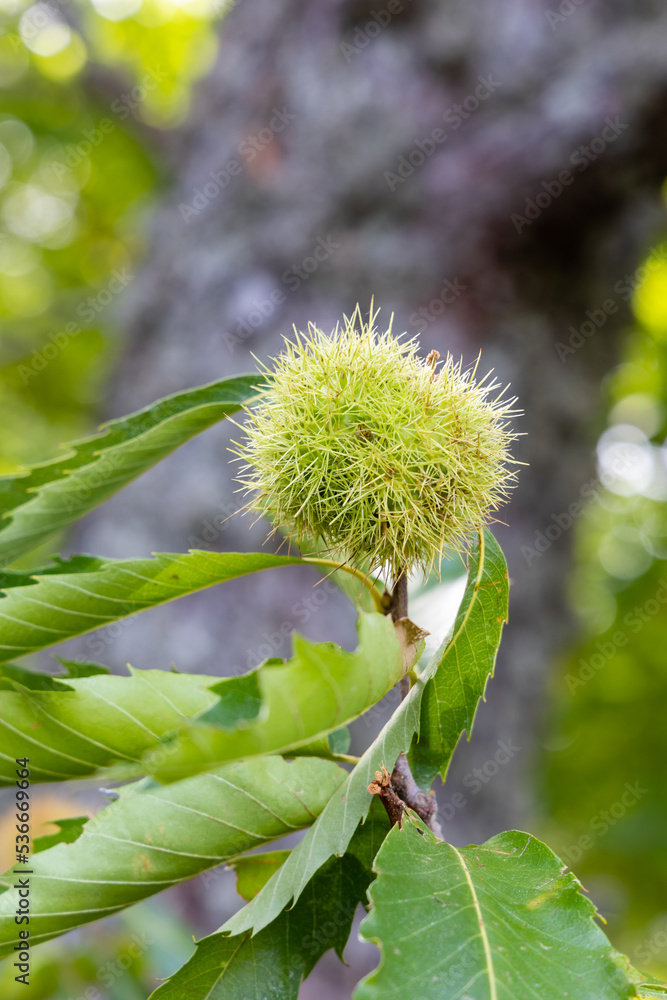 chestnuts on the tree branch in early autumn chestnuts on the tree branch in early autumn