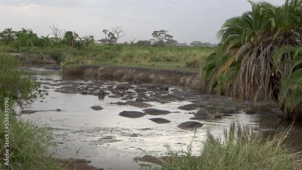 A group of hippopotamuses in a pond in the Serengeti, Tanzania A group of hippopotamuses in a pond in the Serengeti, Tanzania