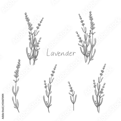 Lavender flowers France provence in pencil style. Beautiful flowers for vintage work and decoration.