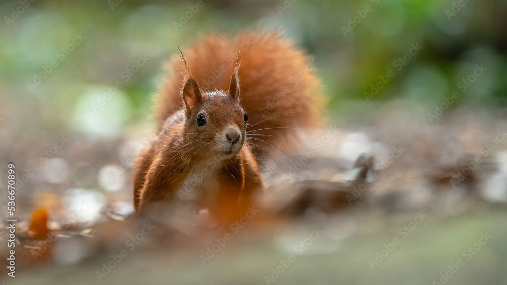 Eichhörnchen im Herbstwald