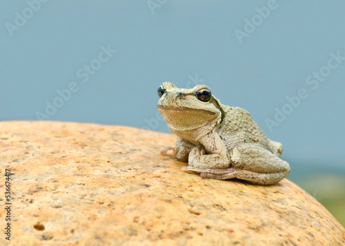 Pacific Tree Frog, a.k.a. Chorus Frog, perched on a stone in a creek bed with stormy slate blue sky in background photo