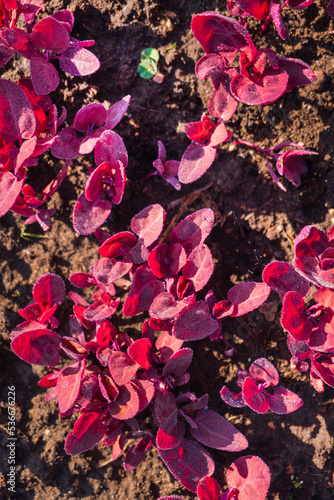 young red orach in garden