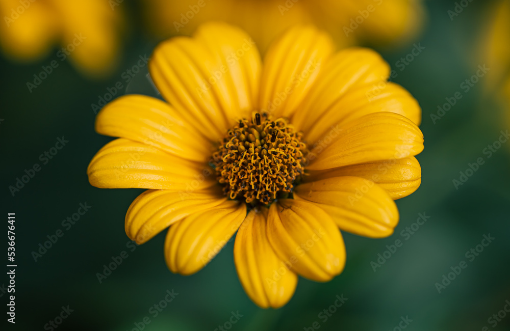 Flower of yellow chamomile growing in the garden, macro shot. Flower of yellow chamomile growing in the garden, macro shot.
