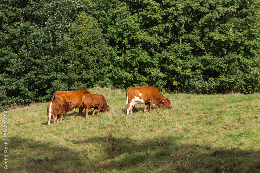 Family of brown cows, cows herd grazing in a grass field on the green trees background. Red angus calfs with his moms.