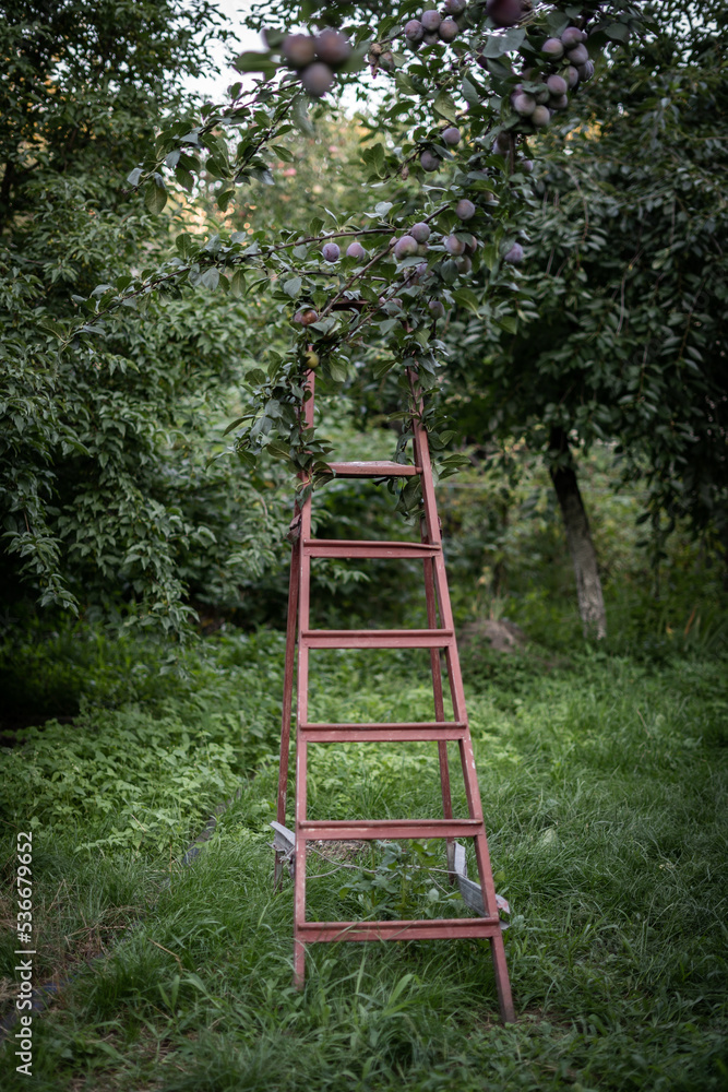Ladder for picking apples from the tops of trees in the garden in summer Ladder for picking apples from the tops of trees in the garden in summer