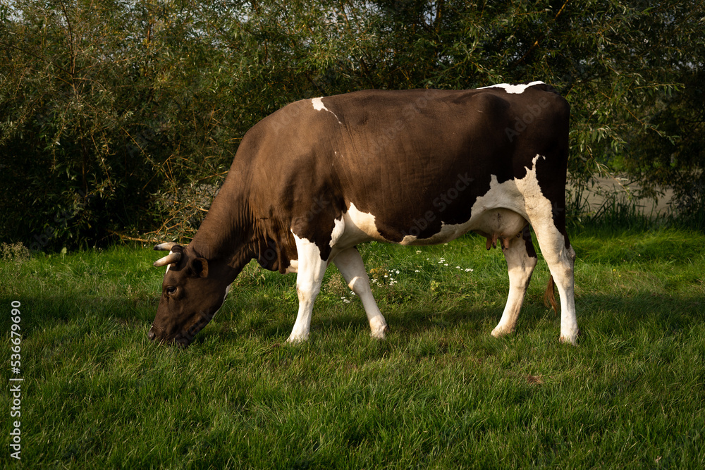 Brown and white cow grazes on a green meadow in Ukraine