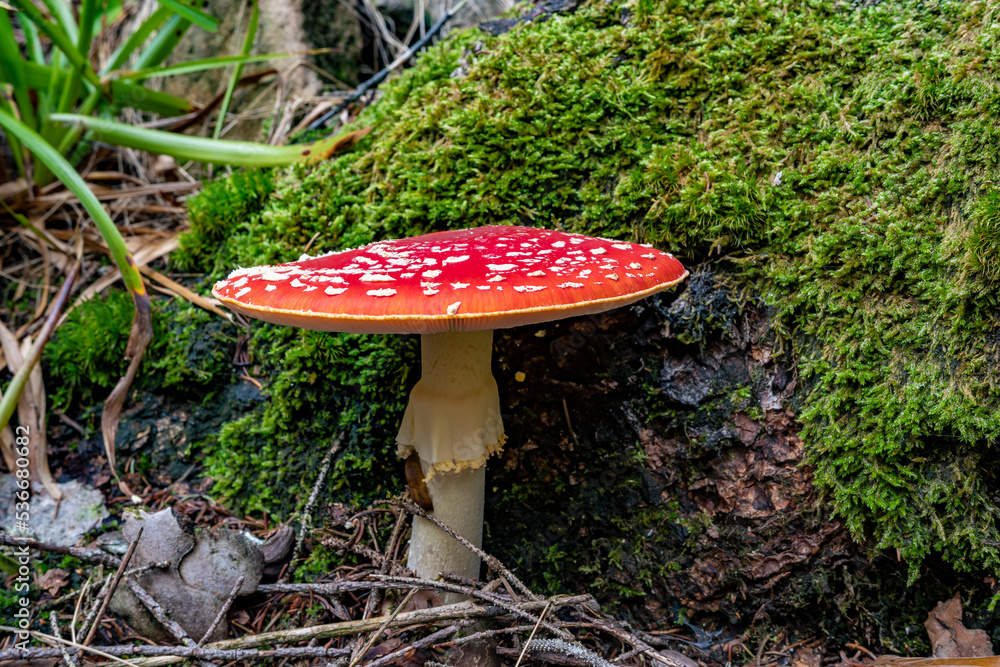 A large red toadstool (Amanita Muscaria) with white spots in the forest A large red toadstool (Amanita Muscaria) with white spots in the forest