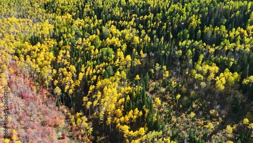 Aerial bright autumn mountain aspen pine . Central Utah. Beautiful mountain canyon valley and trails. Travel destination. Golden yellow, golden, red and orange leaves. Explorin photo