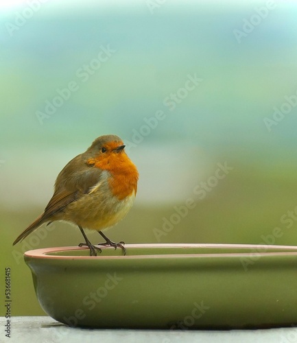 Obraz na płótnie Robin redbreast (European robin) on the edge of a bowl of water