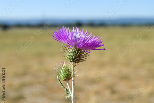 Flor  morada de un cardo
