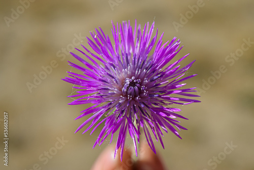 Flor  morada de un cardo