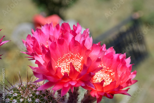 Cactus con flores rojas
