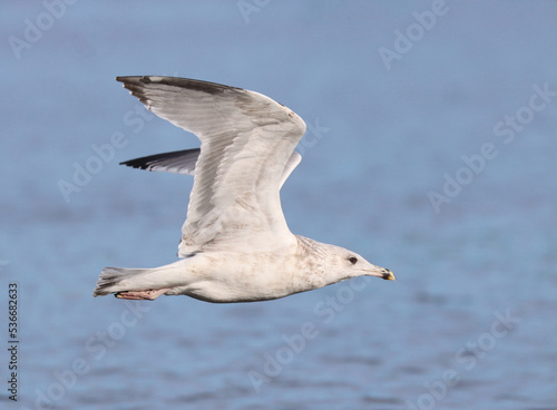 Photography Herring gull