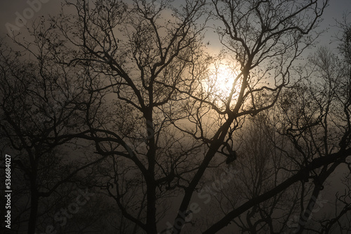霧 © 正之 松山