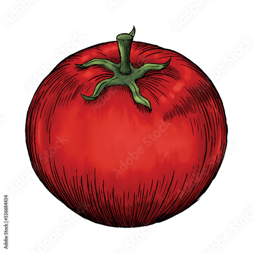 Hand drawn colored red tomato sketch vector