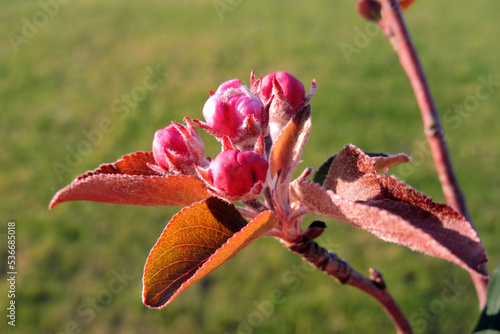 Opening pink buds of an apple tree and red leaves in the sunlight, blurred green lawn in the background