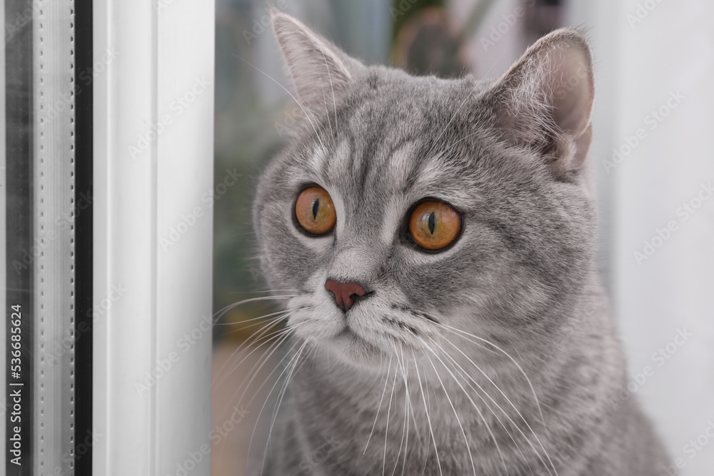 Cute Scottish straight cat near window indoors, closeup Cute Scottish straight cat near window indoors, closeup